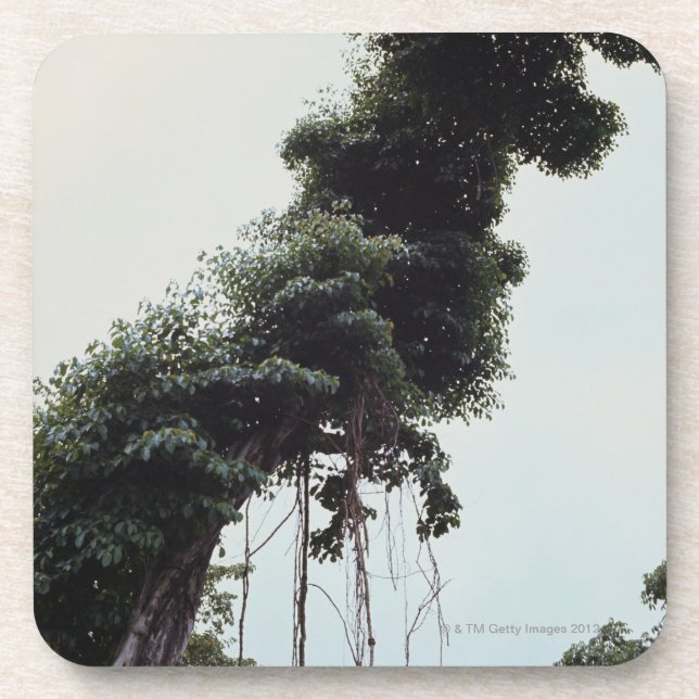Towering tree and vines in jungle coaster (Front)