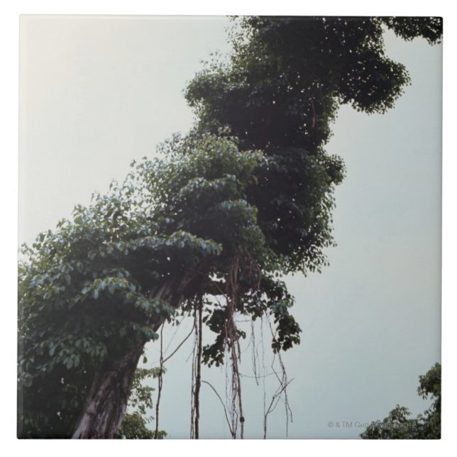 Towering tree and vines in jungle tile (Front)