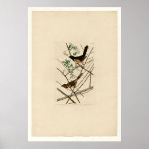 Towhe Bunting Poster