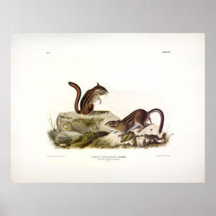 Townsend's Ground Squirrel (Chipmunk) by Audubon Poster