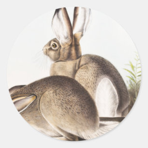 Townsend's Rocky Mountain Hare (Lepus Townsendii) Classic Round Sticker