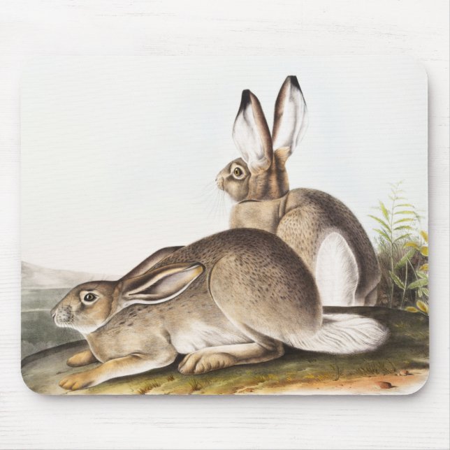Townsend's Rocky Mountain Hare (Lepus Townsendii) Mouse Mat (Front)