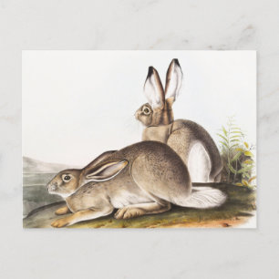 Townsend's Rocky Mountain Hare (Lepus Townsendii) Postcard