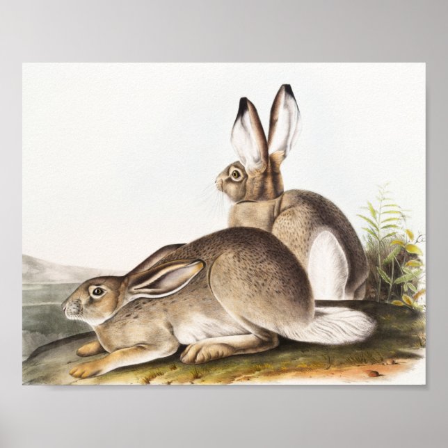 Townsend's Rocky Mountain Hare (Lepus Townsendii) Poster (Front)