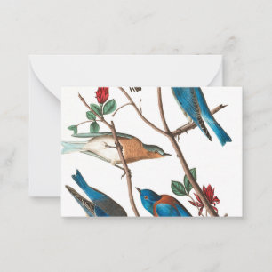 Townsends Warbler by John James Audubon Card