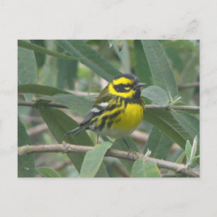 Townsend's Warbler postcard