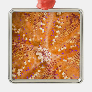 Toxic Fire Urchin (Asthenosoma varium) Metal Tree Decoration