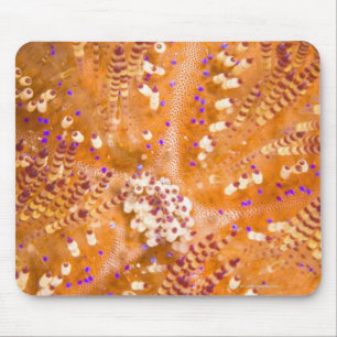 Toxic Fire Urchin (Asthenosoma varium) Mouse Mat