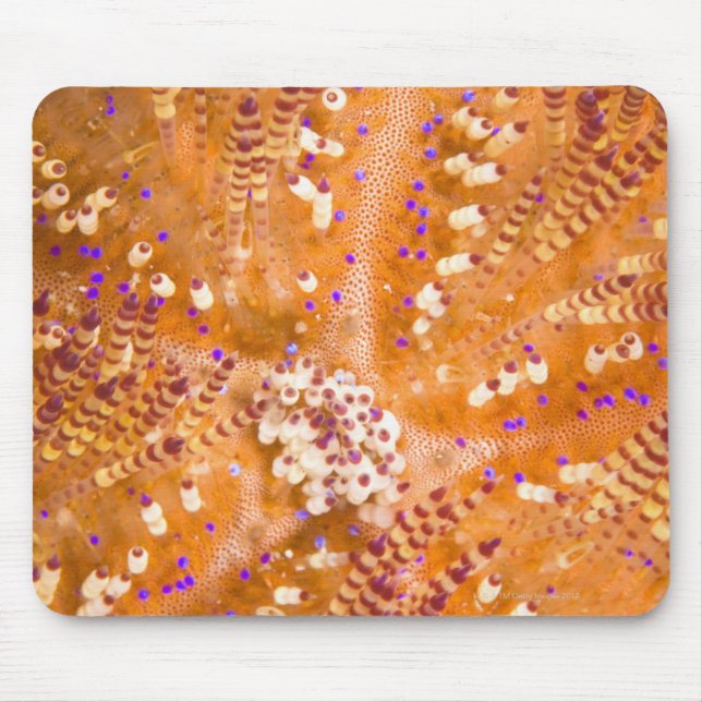 Toxic Fire Urchin (Asthenosoma varium) Mouse Mat (Front)