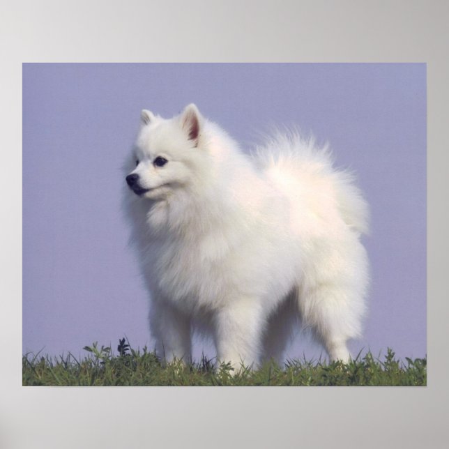 Toy American Eskimo Dog Print (Front)