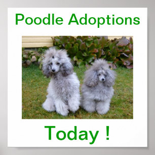 Toy Miniature Poodle Dog Adoptions Today Sign