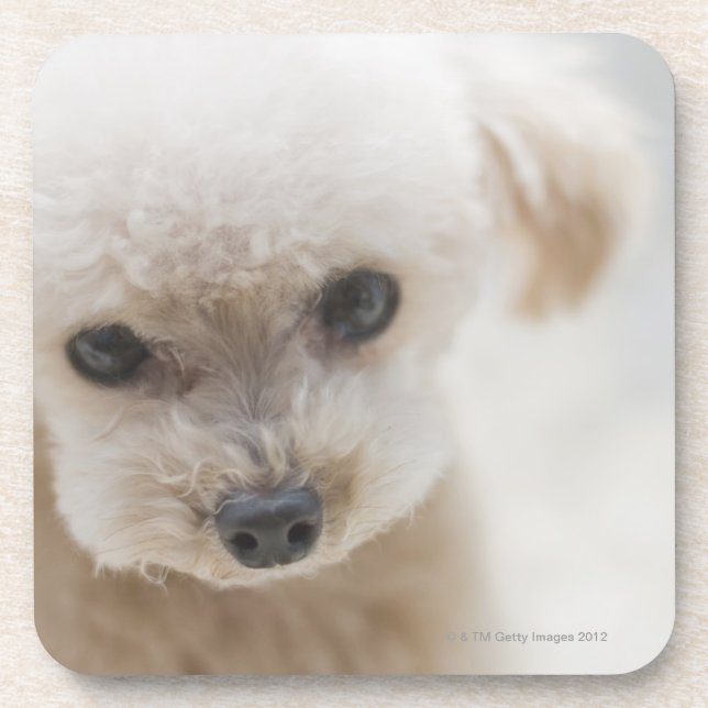 toy poodle coaster (Front)