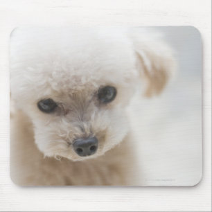 toy poodle mouse mat