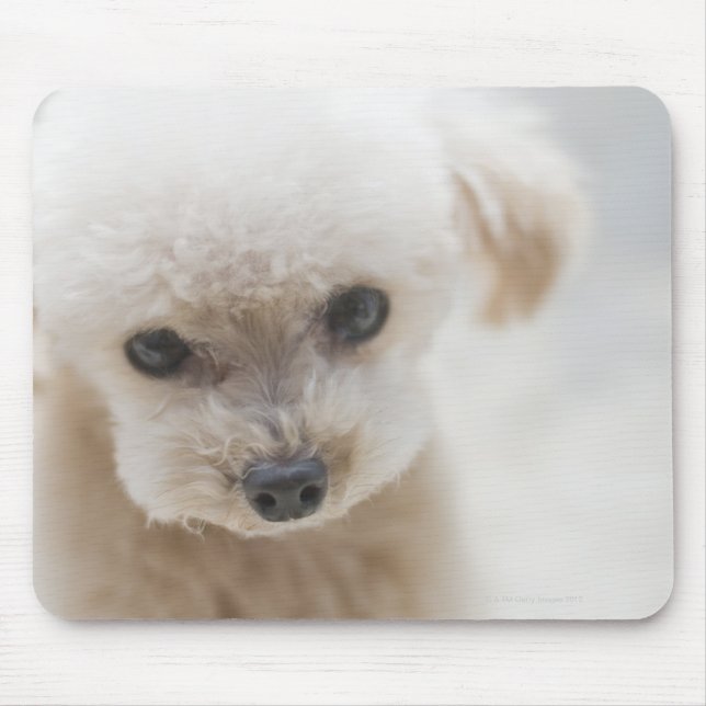 toy poodle mouse mat (Front)
