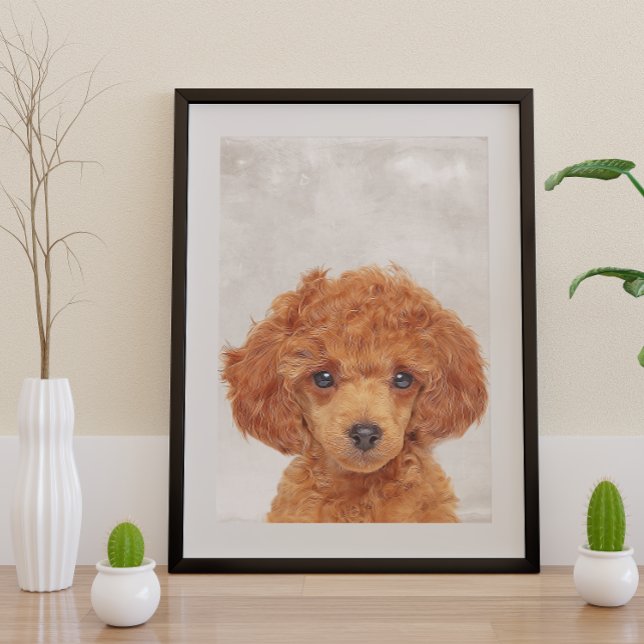 Toy Poodle Poster (Creator Uploaded)