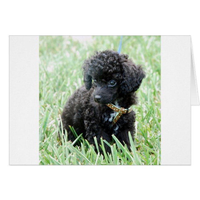 Toy Poodle Puppy (Front Horizontal)