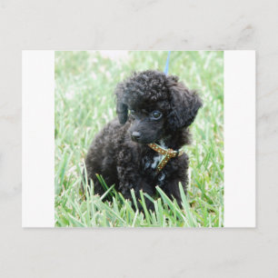 Toy Poodle Puppy Postcard