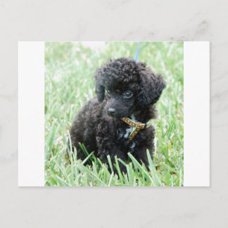 Toy Poodle Puppy Postcard