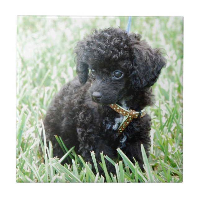 Toy Poodle Puppy Tile (Front)
