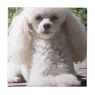 Toy Poodle Tile