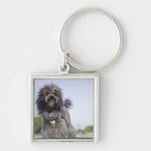 toy poodle wearing t-shirt key ring