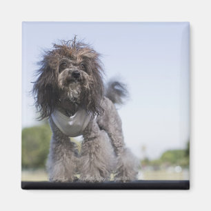 toy poodle wearing t-shirt magnet