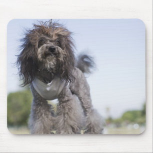 toy poodle wearing t-shirt mouse mat