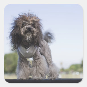 toy poodle wearing t-shirt square sticker