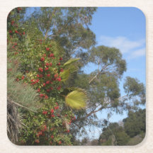 Toyons along the Arroyo Seco Trail
