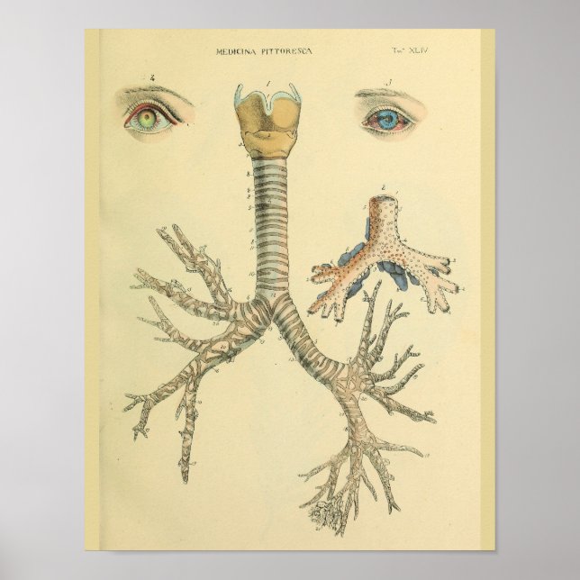 Trachea Airway Bronchi Eyes Anatomy Art Print (Front)