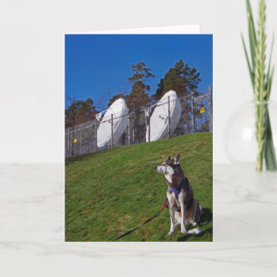 Tracker dog card