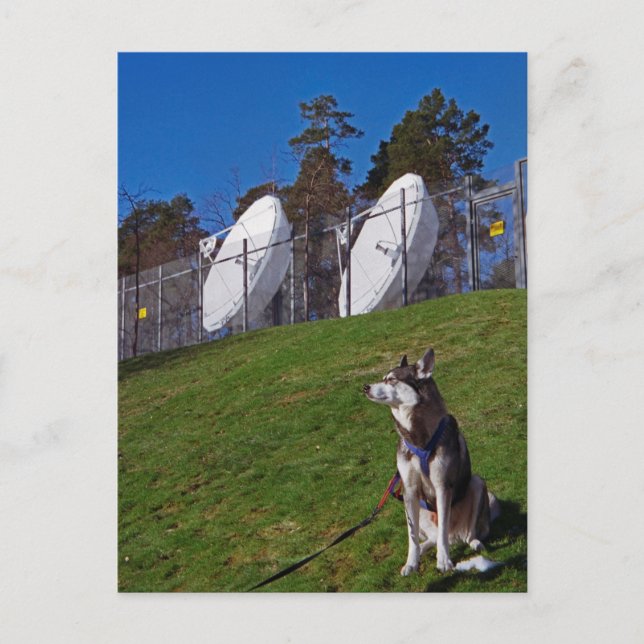 Tracker dog postcard (Front)