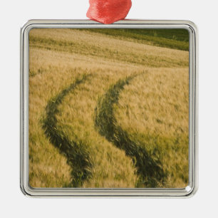 Tractors tracks through wheat, Tuscany, Italy Metal Tree Decoration