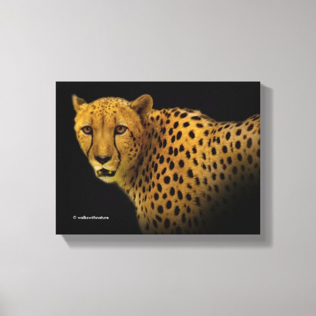 Trading Glances with a Magnificent Cheetah Canvas Print (Front)