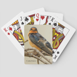 Trading Stares with a Barn Swallow Playing Cards