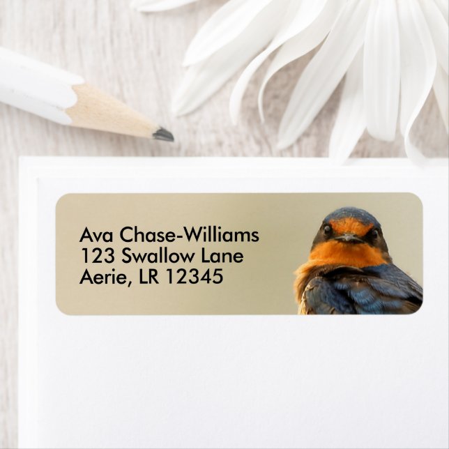 Trading Stares with a Barn Swallow Songbird (Insitu)