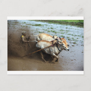 Traditional bull racing in rice paddies Sumatra Postcard