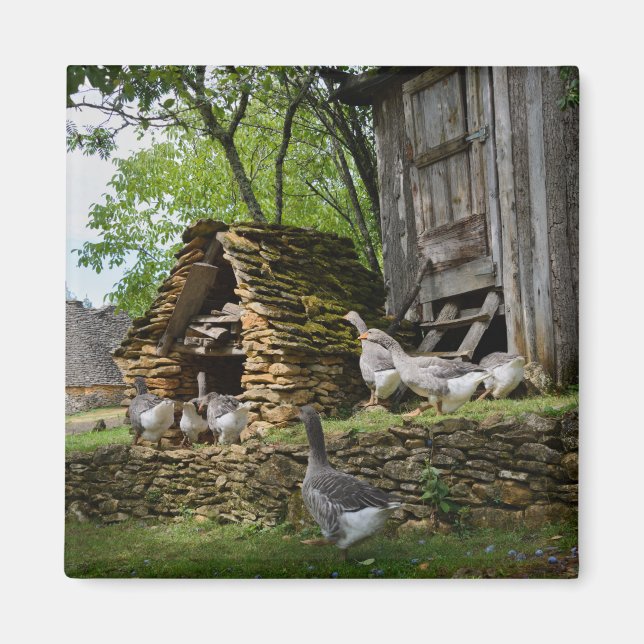 Traditional foie gras goose farm magnet (Front)