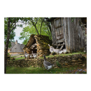 Traditional foie gras goose farm photo print