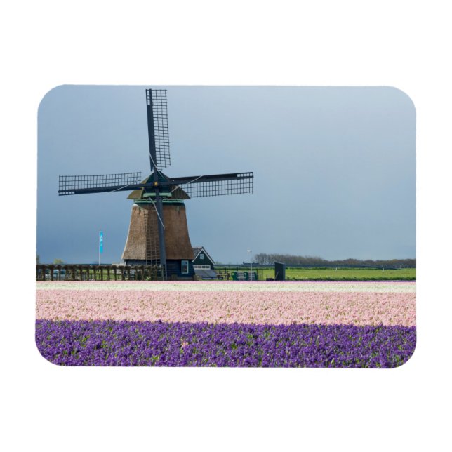 Traditional windmill with pink and purple flowers magnet (Horizontal)