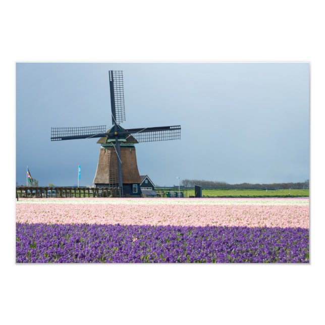 Traditional windmill with pink and purple flowers photo print (Front)