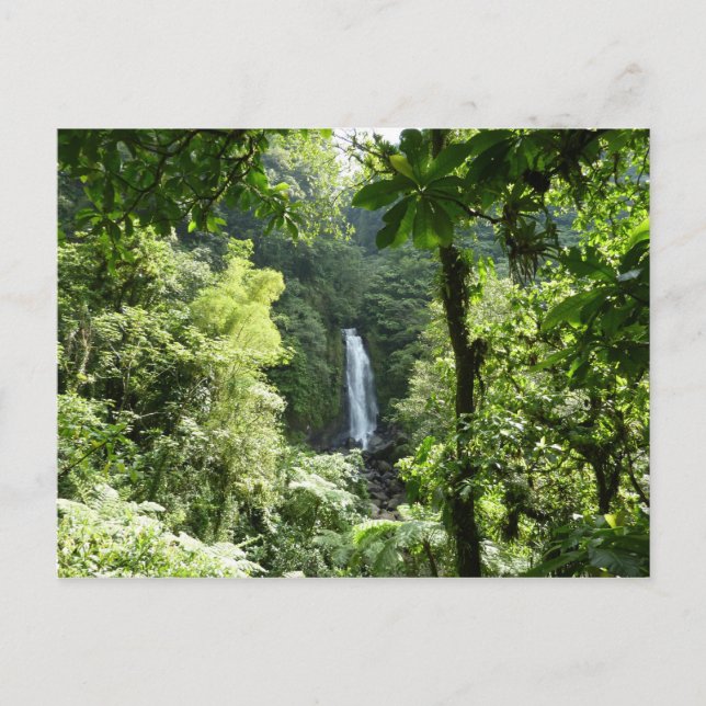 Trafalgar Falls Tropical Rainforest Photography Postcard (Front)