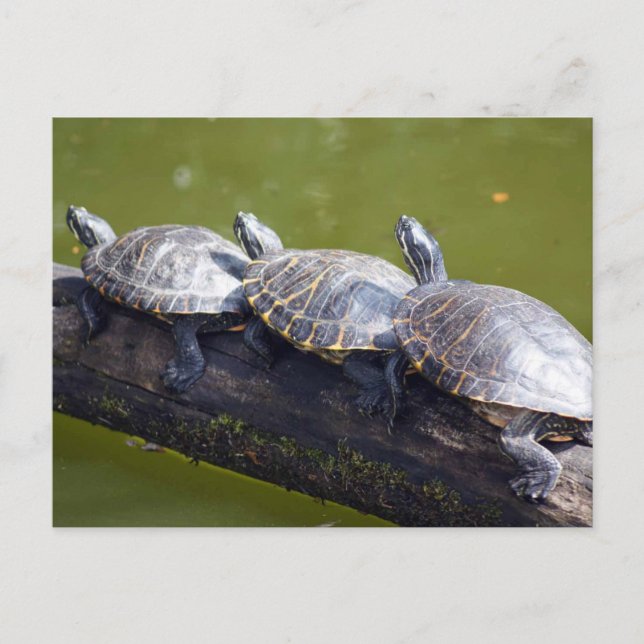 Traffic jam postcard (Front)