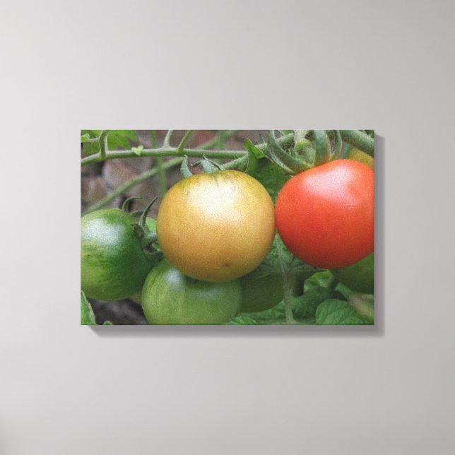 Traffic Light Tomatoes Canvas Print (Front)