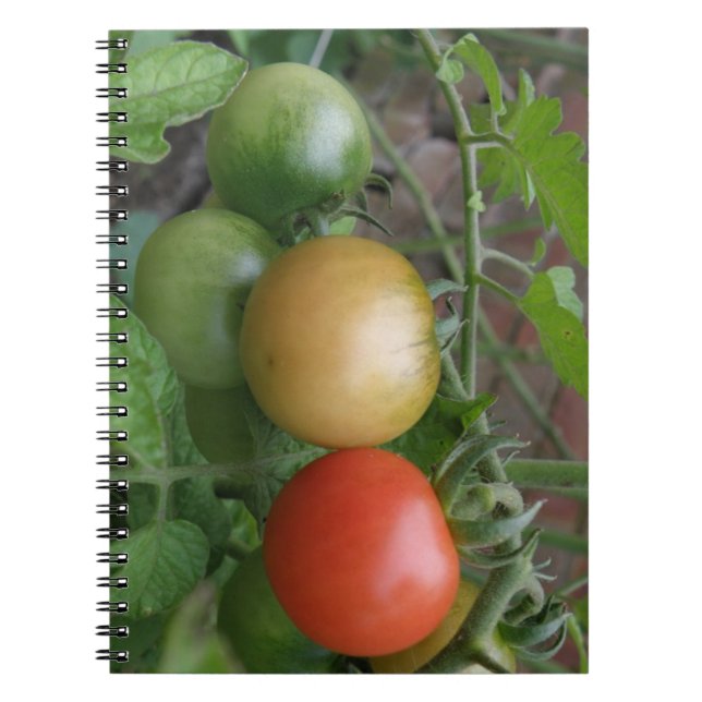Traffic Light Tomatoes Notebook (Front)