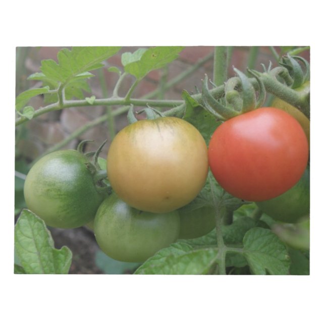 Traffic Light Tomatoes Notepad (Front)