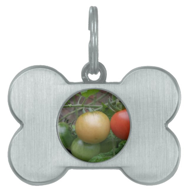 Traffic Light Tomatoes Pet Tag (Front)
