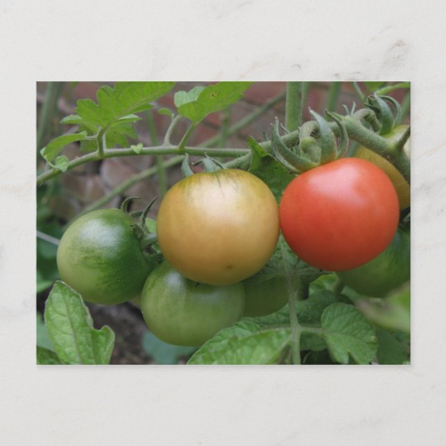 Traffic Light Tomatoes Postcard (Front)
