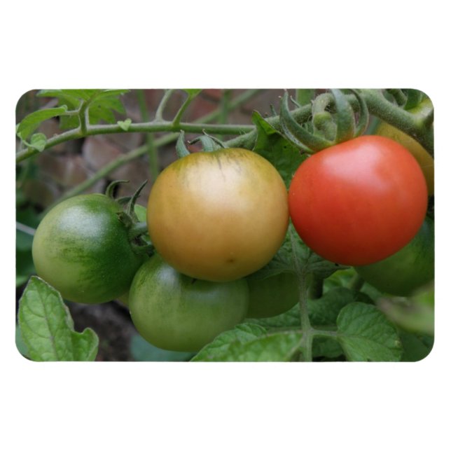 Traffic Light Tomatoes Premium Magnet (Horizontal)