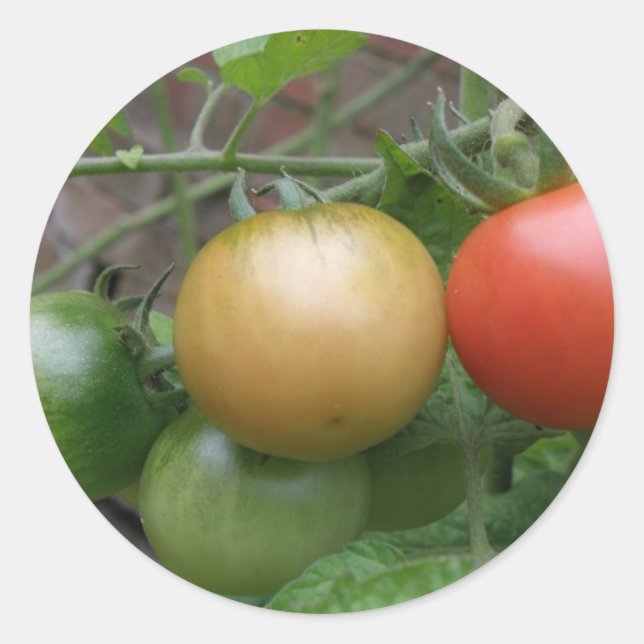 Traffic Light Tomatoes Stickers (Front)